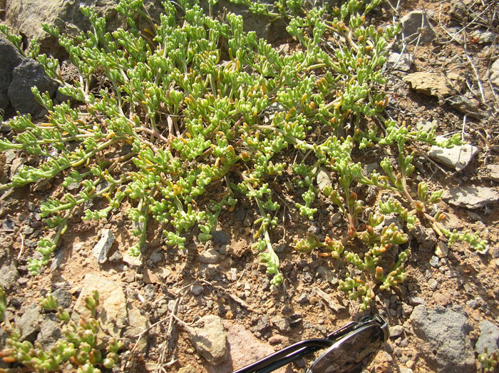 Flora usticense - Mesembryanthemum nodiflorum